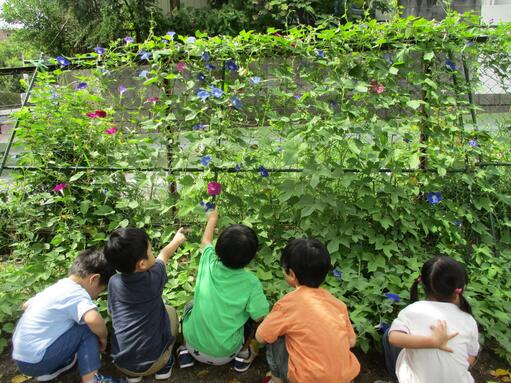 つくし野保育園の緑のカーテン