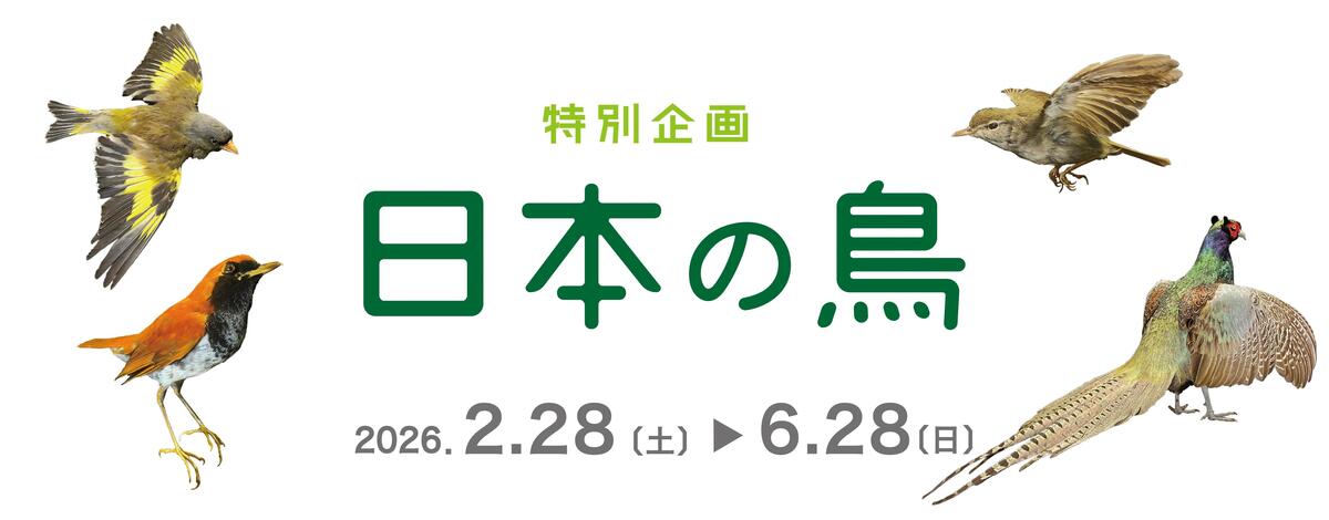 日本の鳥展示