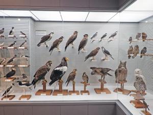 特別展示「日本の鳥」