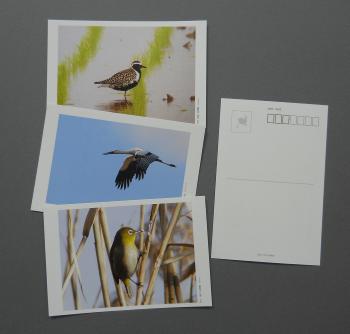 ポストカード野鳥の写真