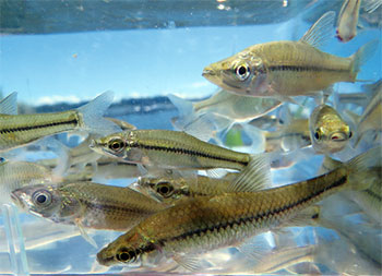 手賀沼の魚の写真