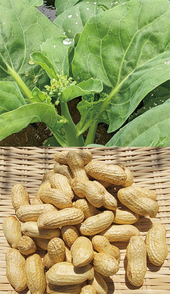 カイラン菜とゆで落花生の写真