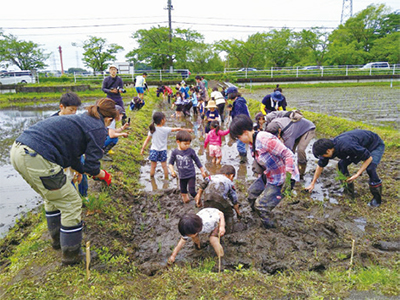 田植えの様子