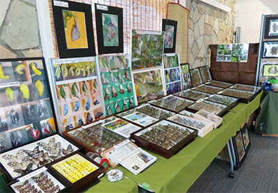 チョウの標本展の様子