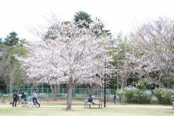 鴻野山桃山公園の桜1