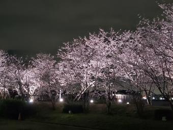 手賀沼親水広場の桜3