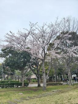 手賀沼公園の桜2