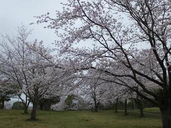 布佐南公園の桜2