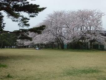 気象台記念公園の桜1