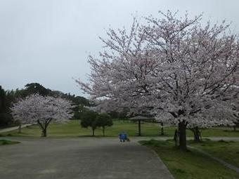中峠亀田谷公園の桜1