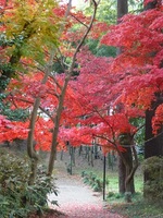日立 我孫子の景観を育てる会