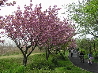 若松地区の八重桜