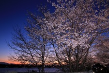4月の写真