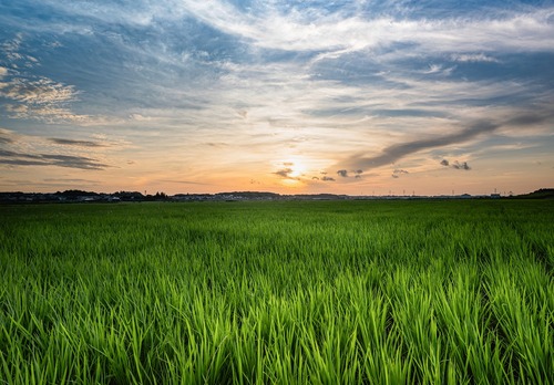 6月の写真拡大版