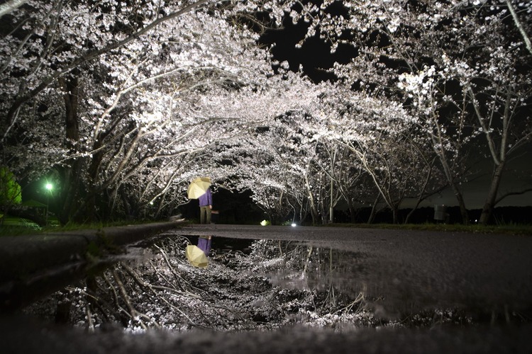 「雨中の夜桜」　拡大版