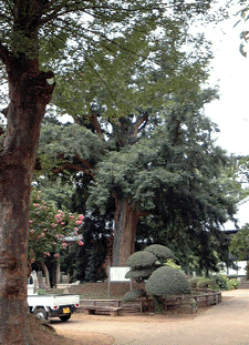 東源寺の榧ノ木の写真