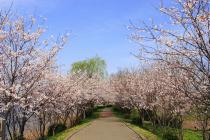 市内桜並木の写真