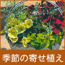「季節の寄せ植え」へのリンク画像