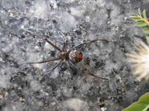 セアカゴケグモ(背面)