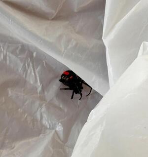 セアカゴケグモ(市内)