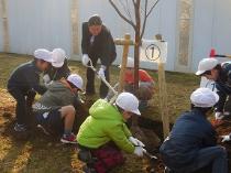 わんぱく丸広場で桜の植樹3