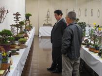 新春盆栽山野草展を鑑賞2