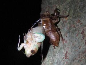 セミが羽化する様子
