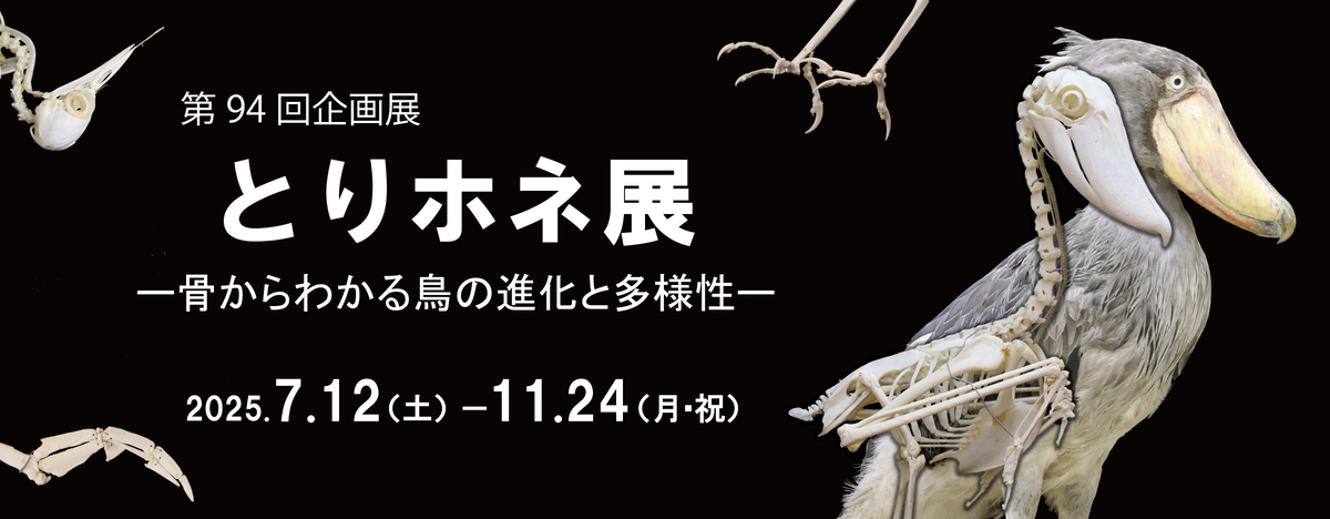 鳥の博物館　とりホネ展の表示　画像