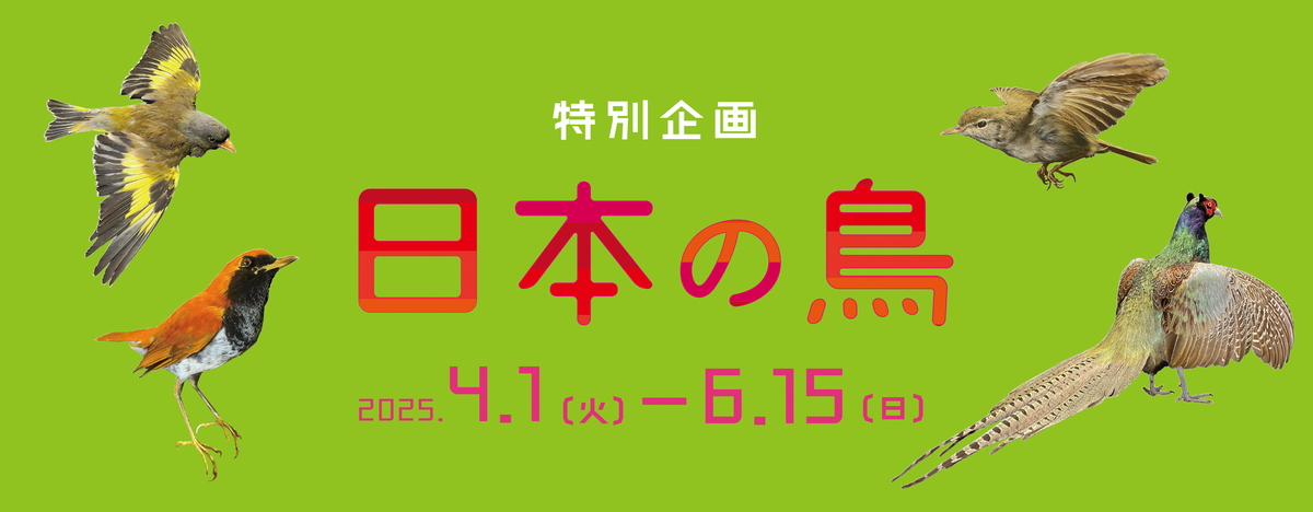 鳥の博物館　日本の鳥展の表示　画像