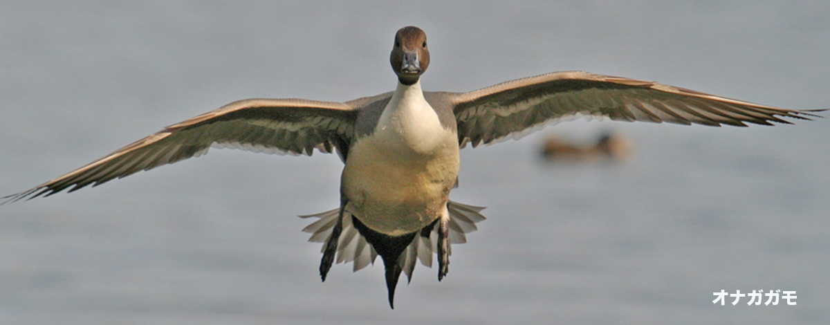 オナガガモ