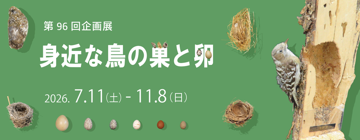 第96回企画展「身近な鳥の巣と卵」