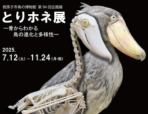 第94回企画展「とりホネ展」ハシビロコウの骨と剥製