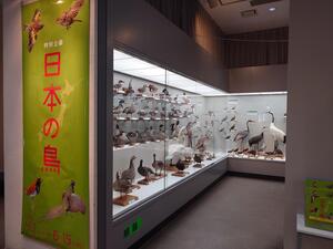 特別企画「日本の鳥」の展示風景