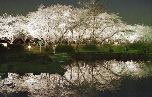 昨年のライトアップの様子