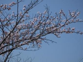 手賀沼ふれあいラインの桜2