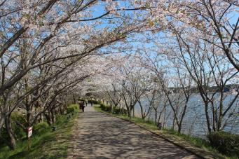 手賀沼親水広場の桜1