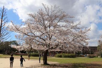 柴崎台中央公園の桜1