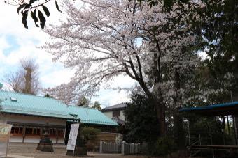 柴崎神社の桜1