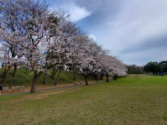 湖北台中央公園の桜