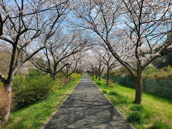 宮ノ森公園の桜1