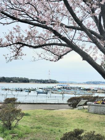 手賀沼公園の桜1