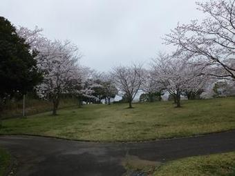 布佐南公園の桜1