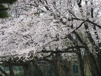 気象台記念公園の桜2