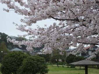 中峠亀田谷公園の桜2