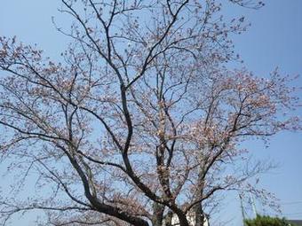手賀沼遊歩道の桜1