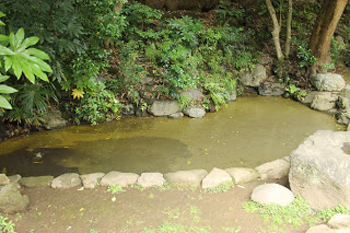 ヒカリモが発生した池の写真