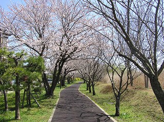 手賀沼と手賀沼遊歩道 我孫子市公式ウェブサイト