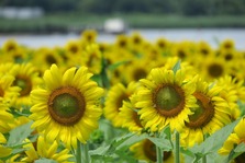 7月の写真