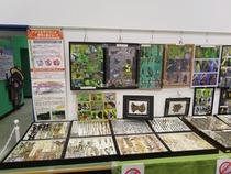 蝶の標本展示の写真