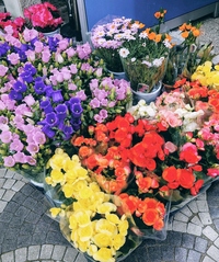 前回の花